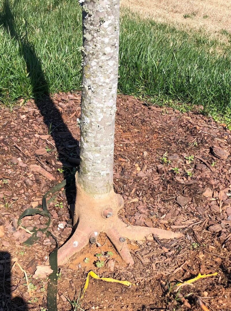 How are your trees planted? Consultree