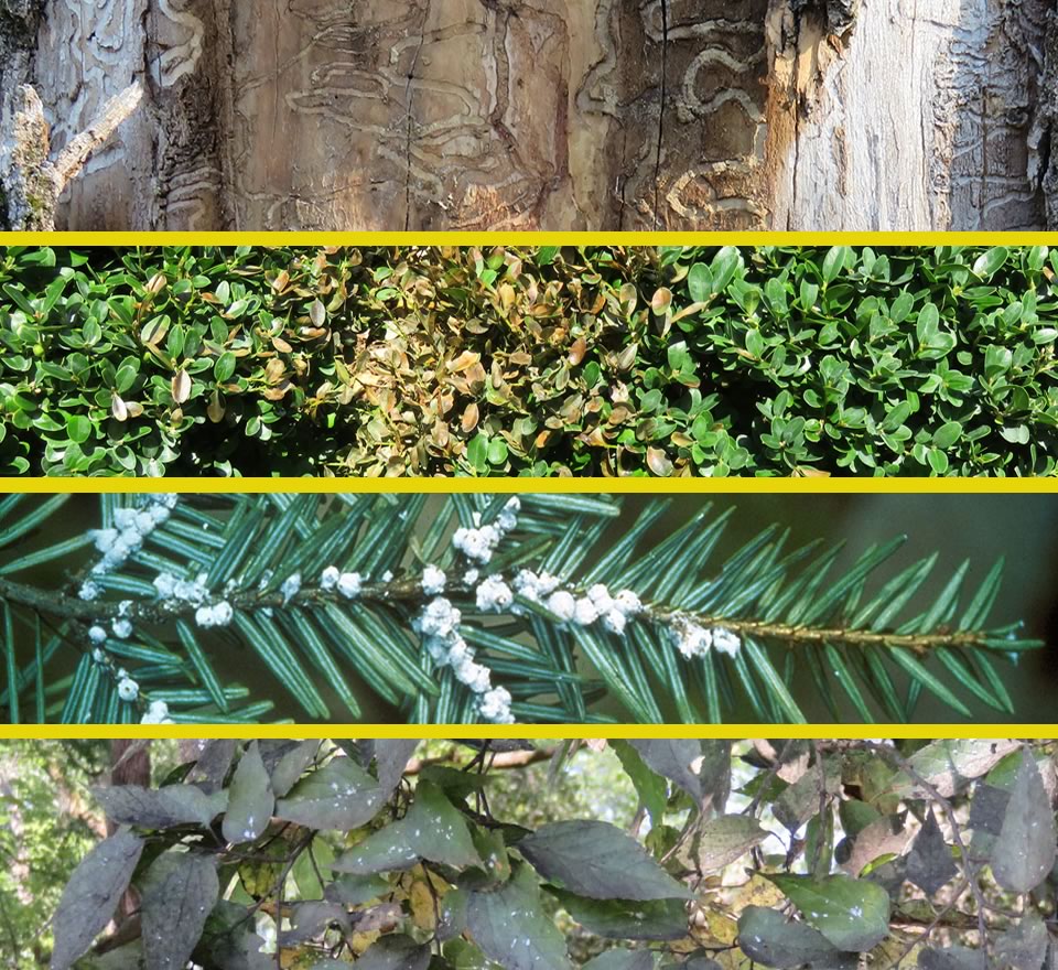 Insect and Disease Care 2