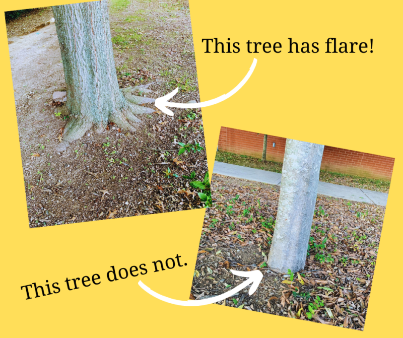 How are your trees planted? Consultree